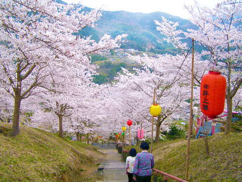 於安公园樱花节