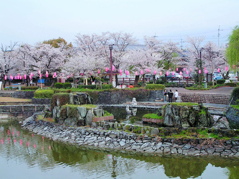 吉野川市樱花节