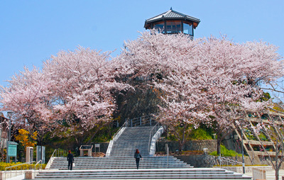 富冈樱花节