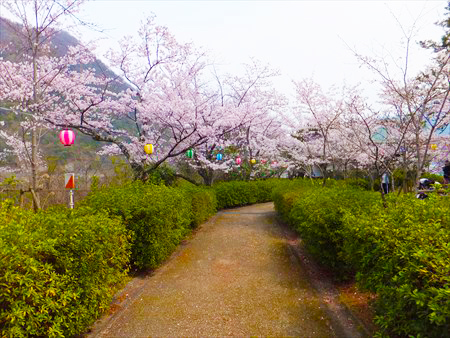 诹访公园 樱花节