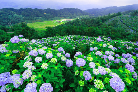 佐那河内 绣球花节