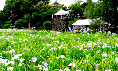 寺町花菖蒲节