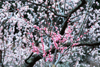 美乡梅花节