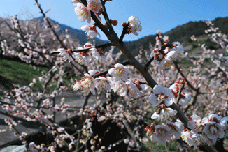 阿川梅花节