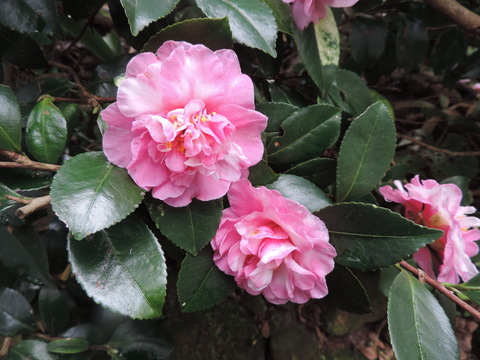 德岛山茶花节