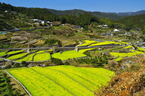 江田地区 菜花节