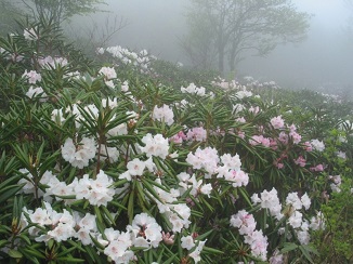 野鹿池石楠花节