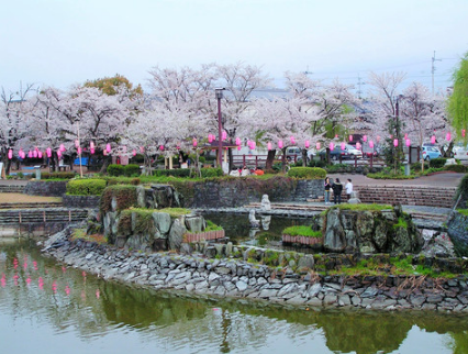 吉野川樱花节（点灯）