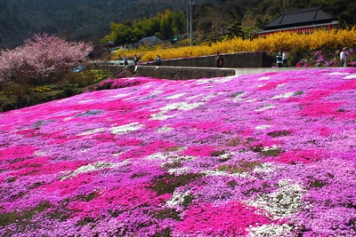 广棚 芝樱节