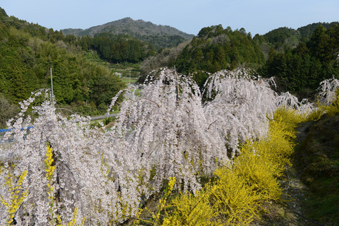 第27届 阿南市活竹节