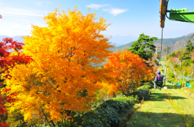 剑山红叶节